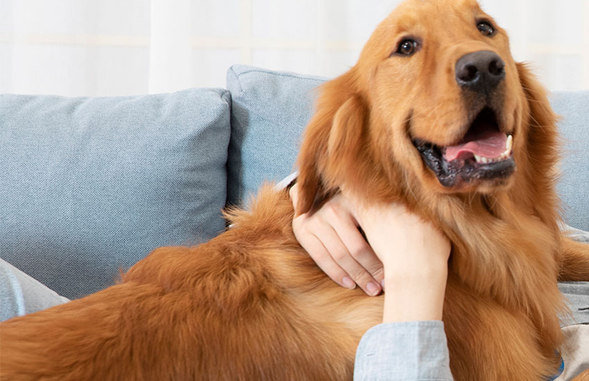 I pannolini per animali domestici potrebbero essere una buona scelta