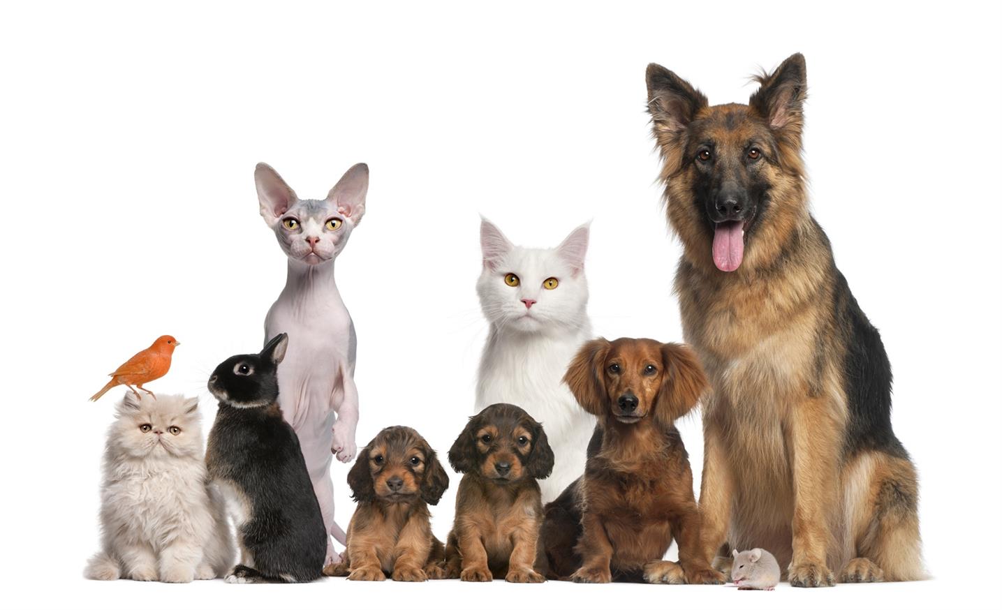 Il modo corretto di usare i tappetini assorbenti per cuccioli e gattini